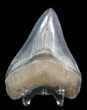 Beautiful, Fossil Megalodon Tooth - Georgia #41580-2